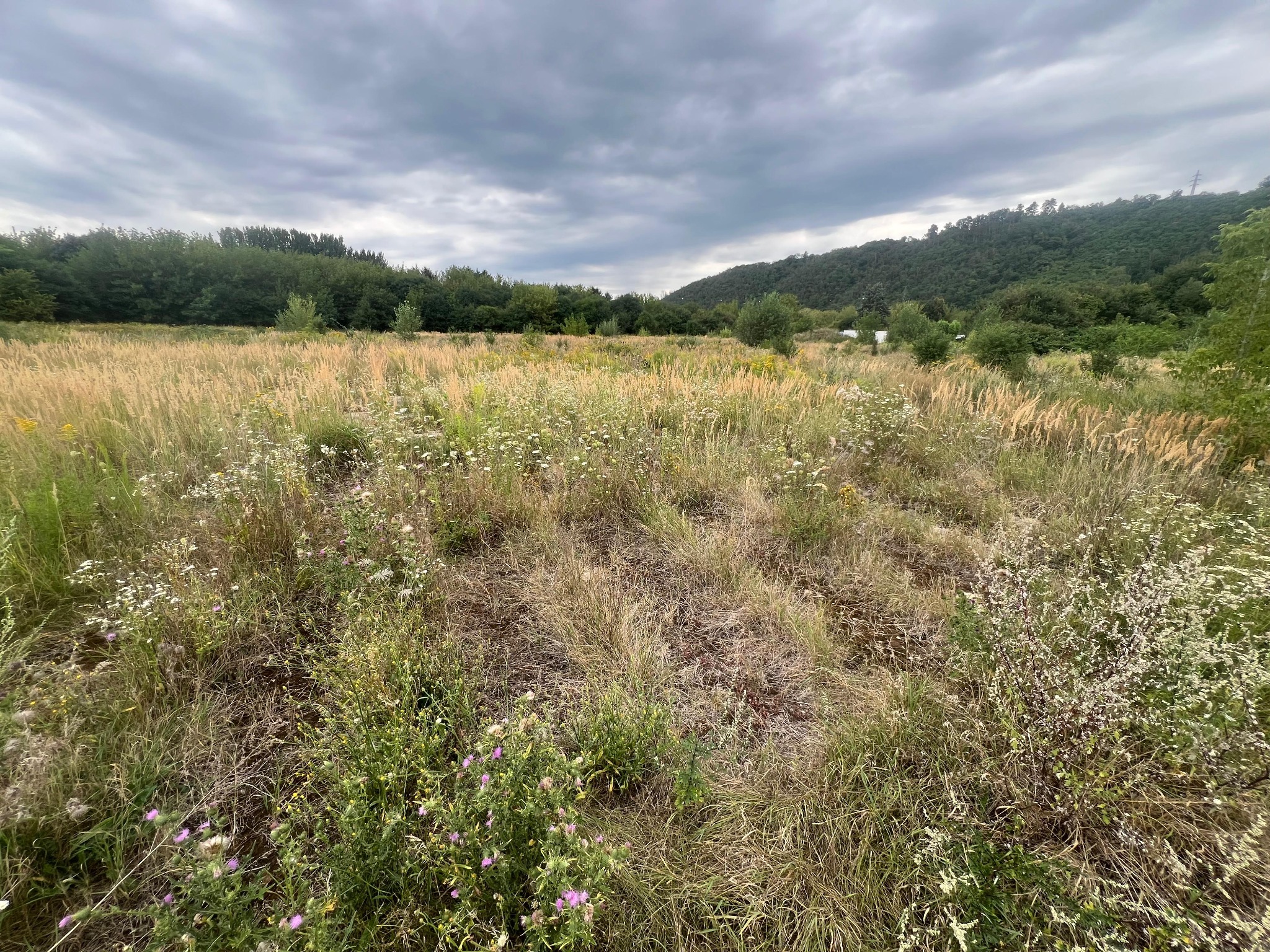 Grassy open ground with surrounding wooded hills