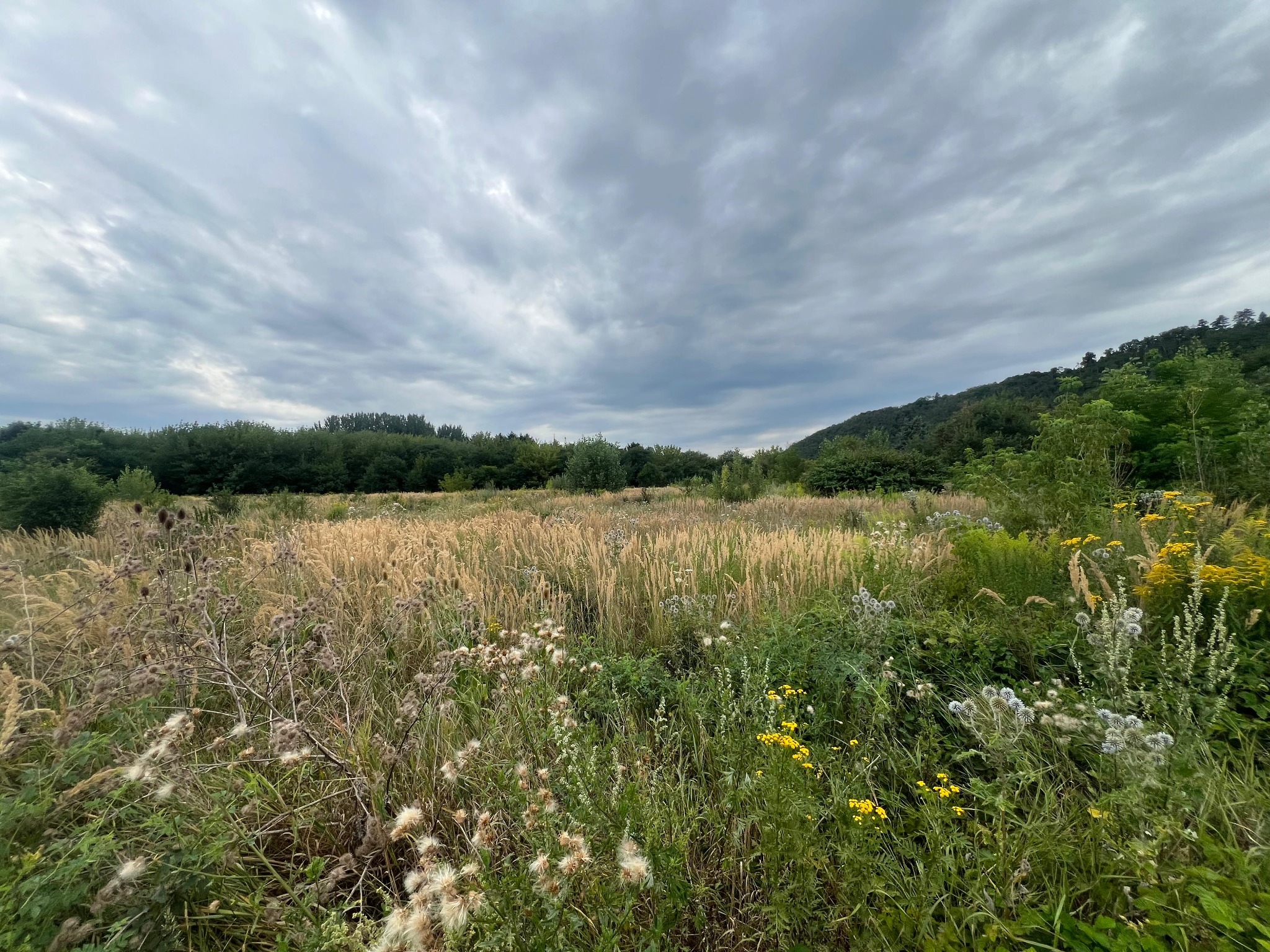 Wide view across the grassy backlot and surrounding trees